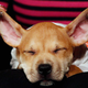 A past Puppy Bowl contender in New York City.